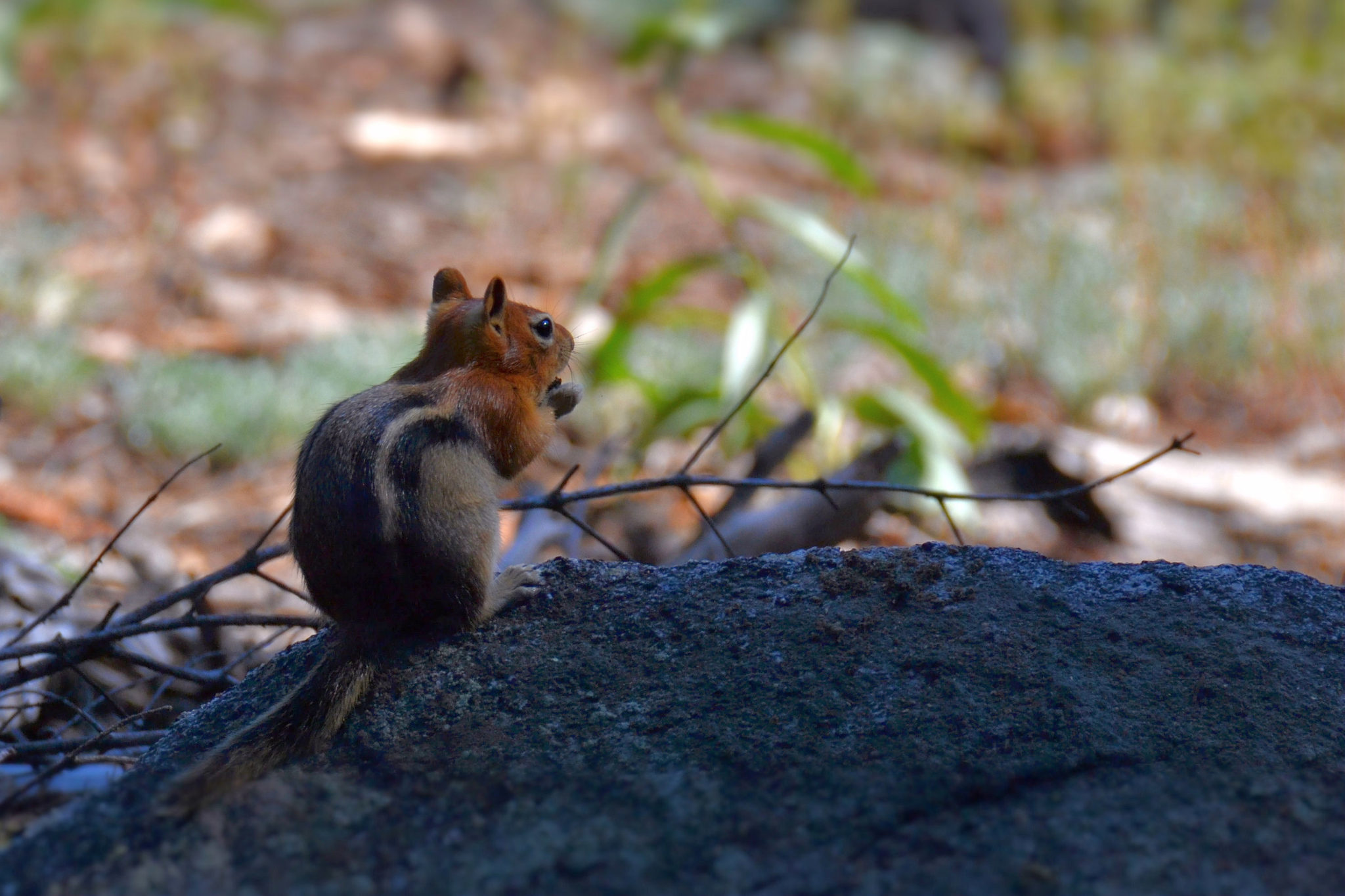 A chipmunk near Taft Point