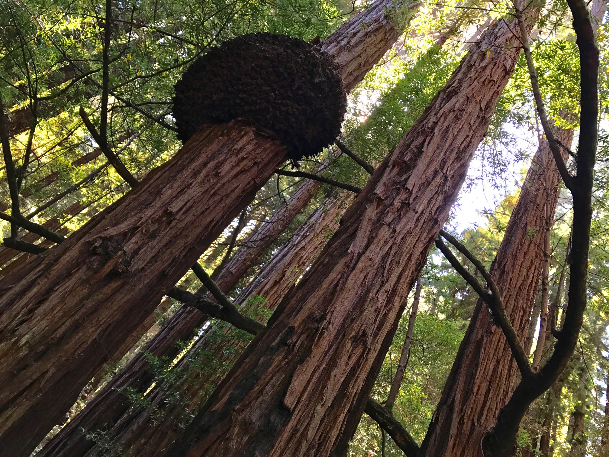 A massive redwood tree burl