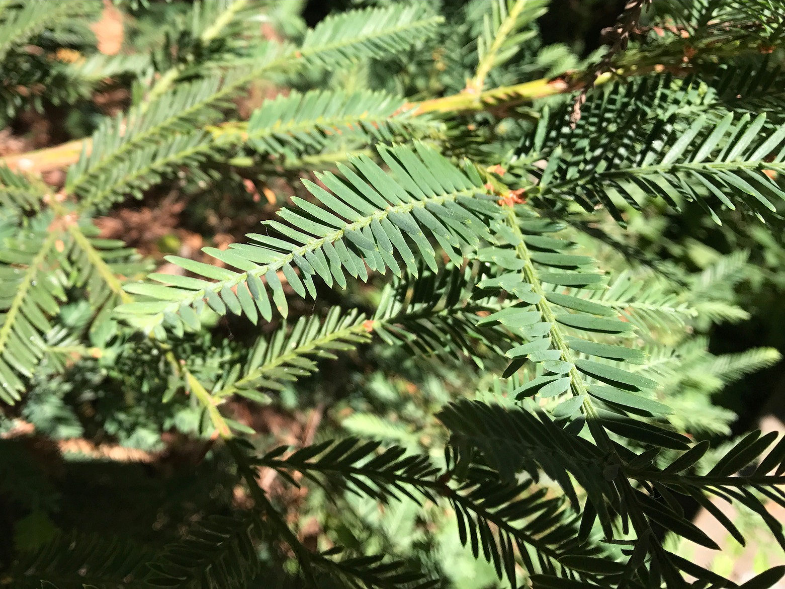 Redwood tree pines