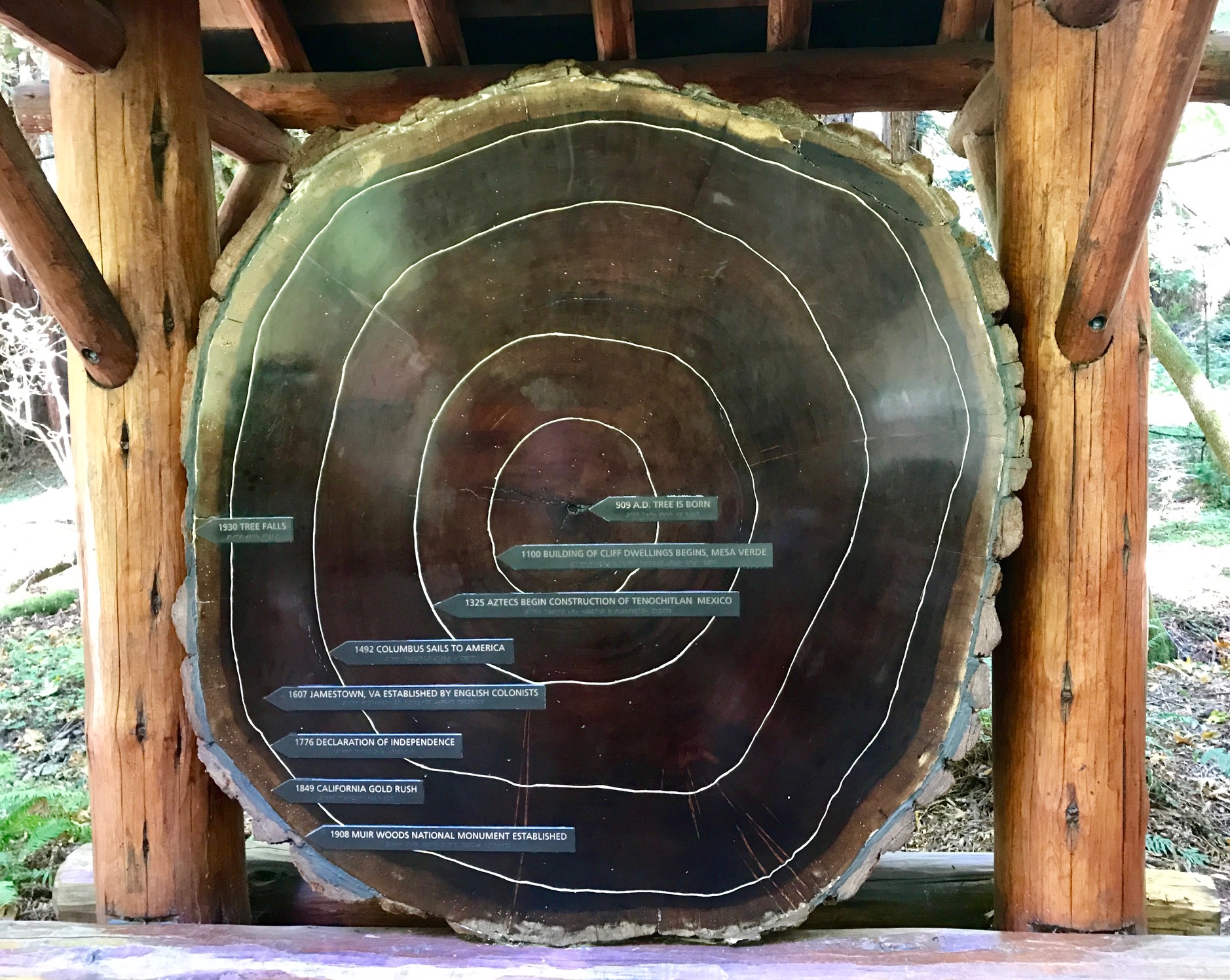 Cross section of the life of a redwood tree