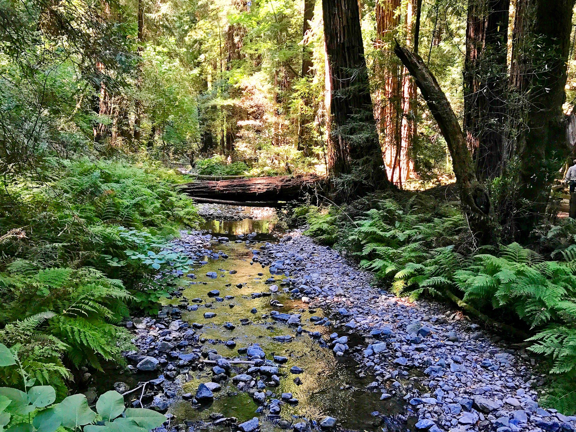 Redwood Creek