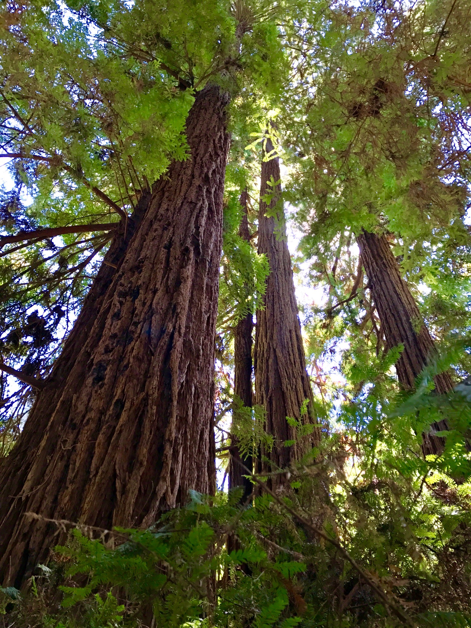 Redwood trees at Muir Woods National Monument