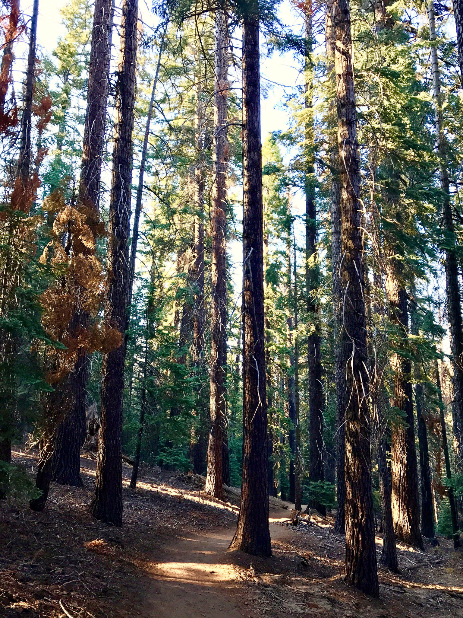 Forest along Pohono Trail near Glacier Point