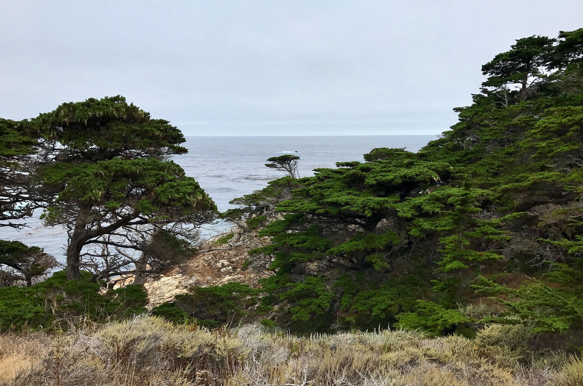 Monterey Cypress trees at Point Lobos State Reserve on the Central California Coast
