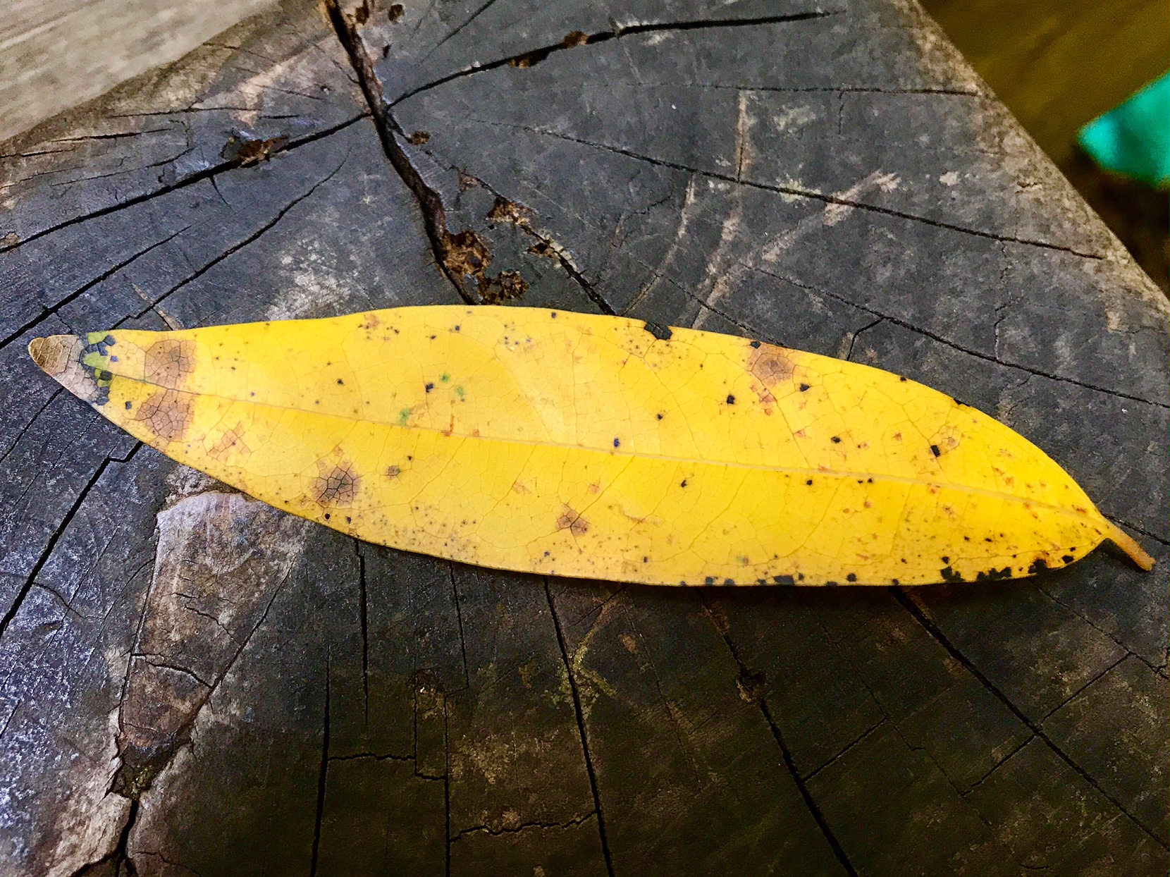 California Bay Laurel leaf