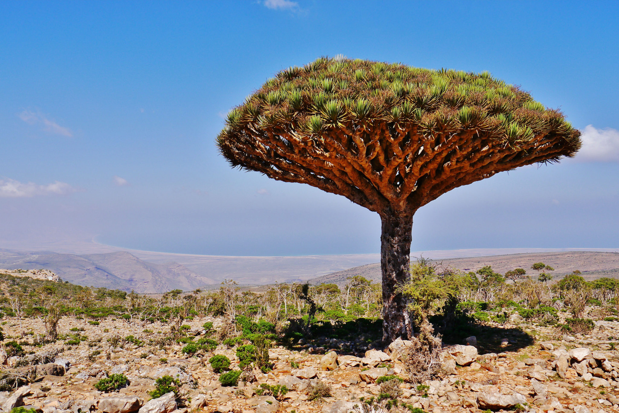 Dragon's Blood Tree at Dixam Plateau on Socotra Island