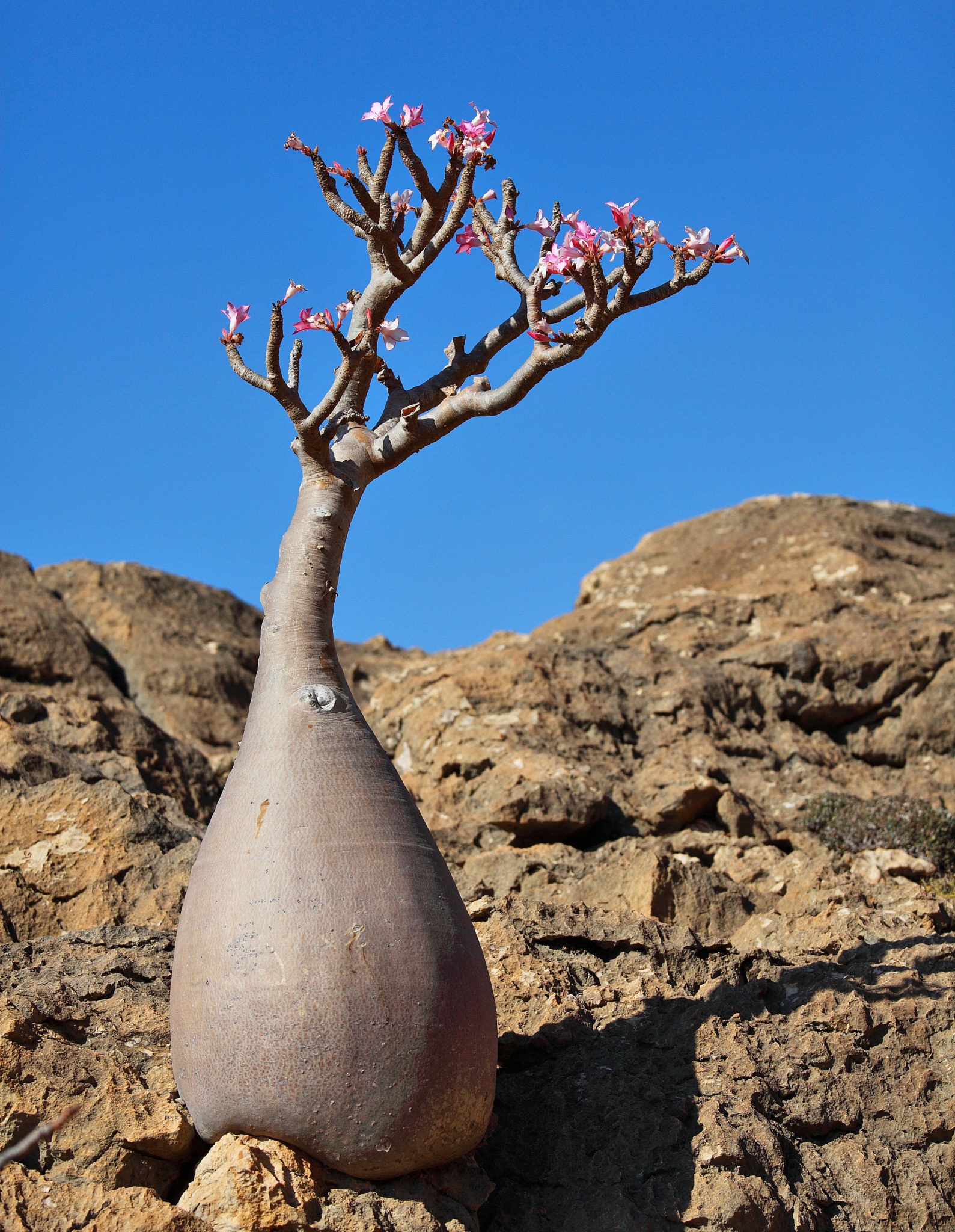 Bottle Tree on Socotra Island, also known as Desert Rose
