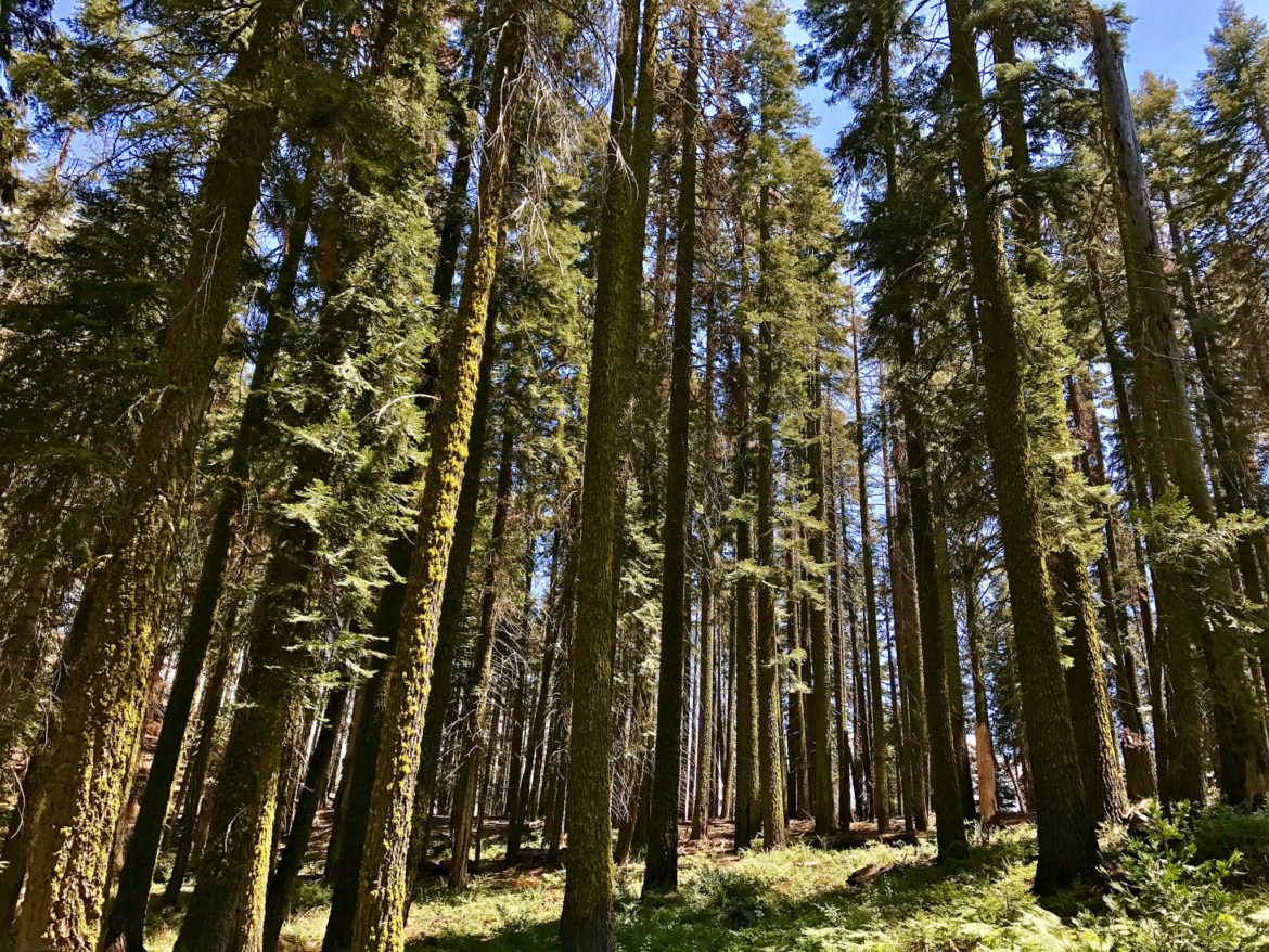 Forest near Tharps Log Trail