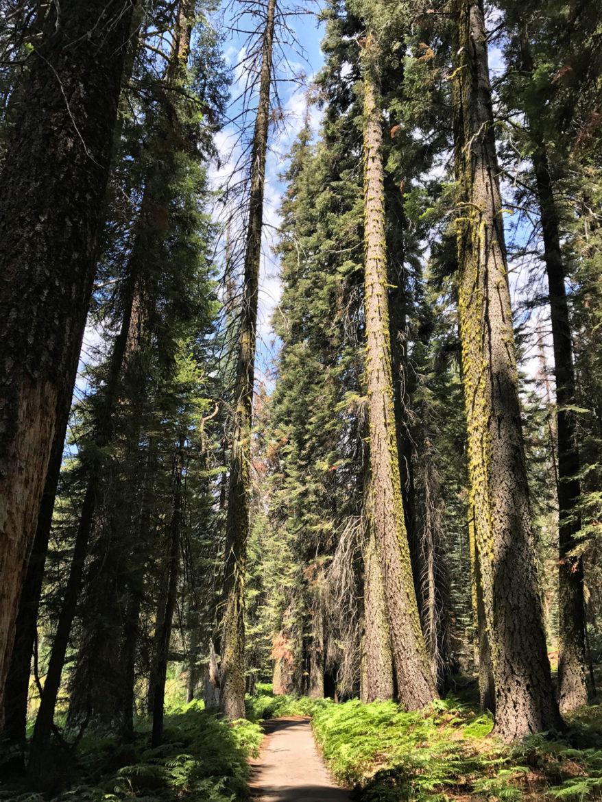 Tharps Log Trail in Sequoia National Park