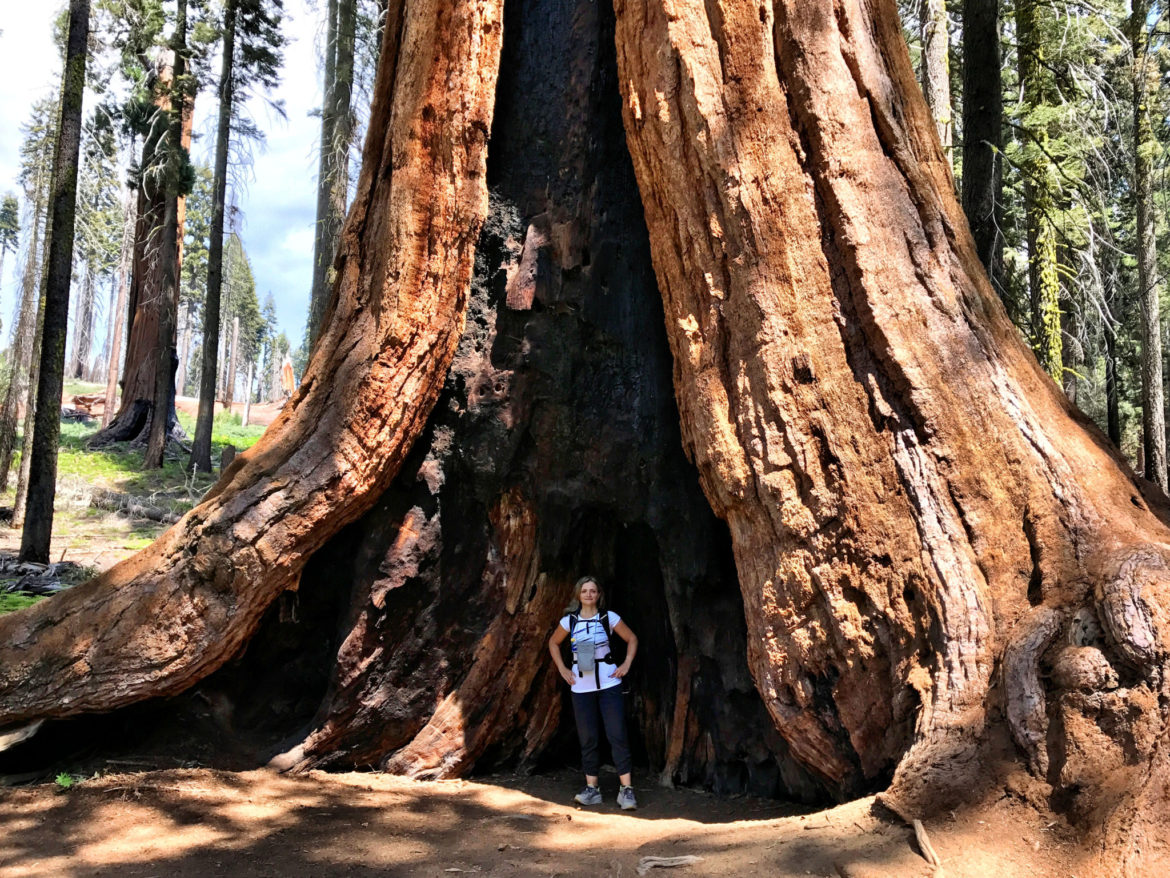 Burnt but living giant Sequoia
