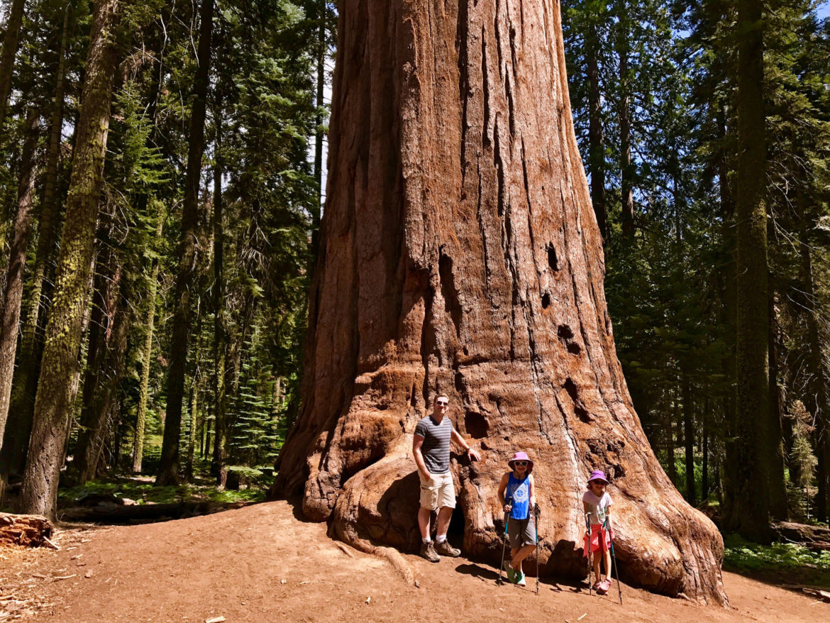 Hubby and kids near another giant Sequoia