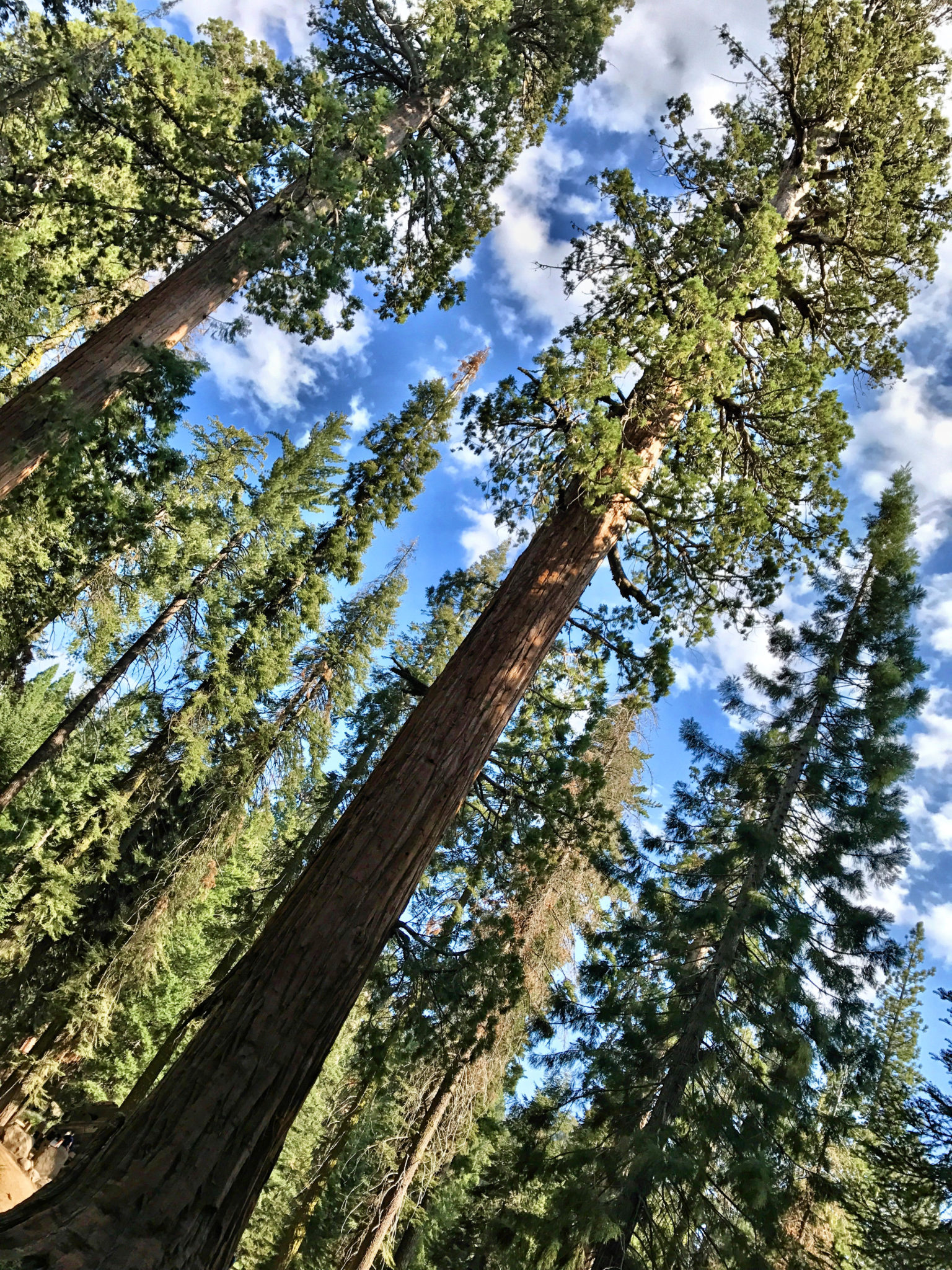 Leaving the Giant Forest and Sequoia National Park