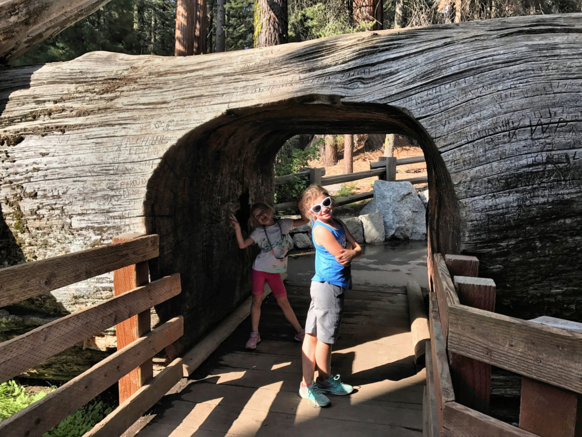 Kids enjoying another giant Sequoia tunnel