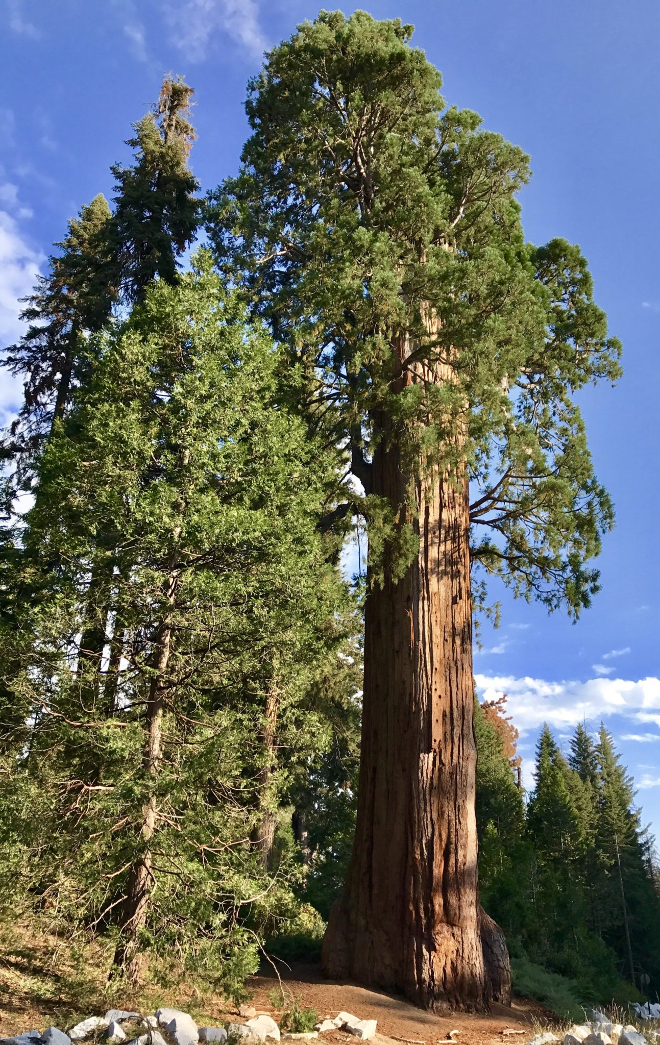 Giant Sequoia in Kings Canyon near the Big Stump entrance