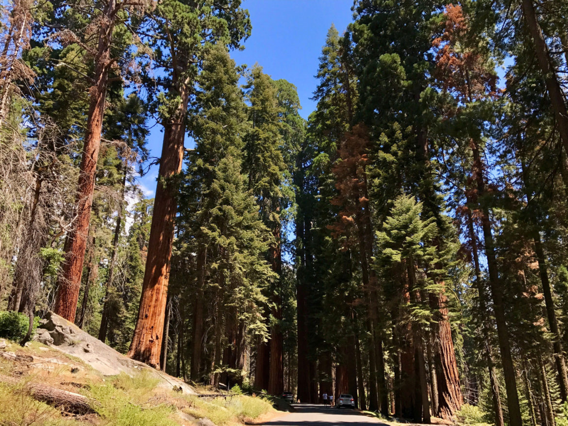 View from the road in Sequoia National Park