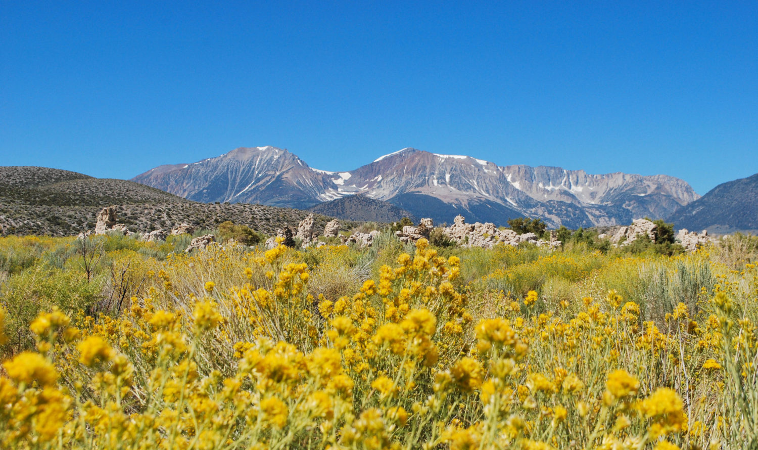Wild flowers with the Sierra Mountains