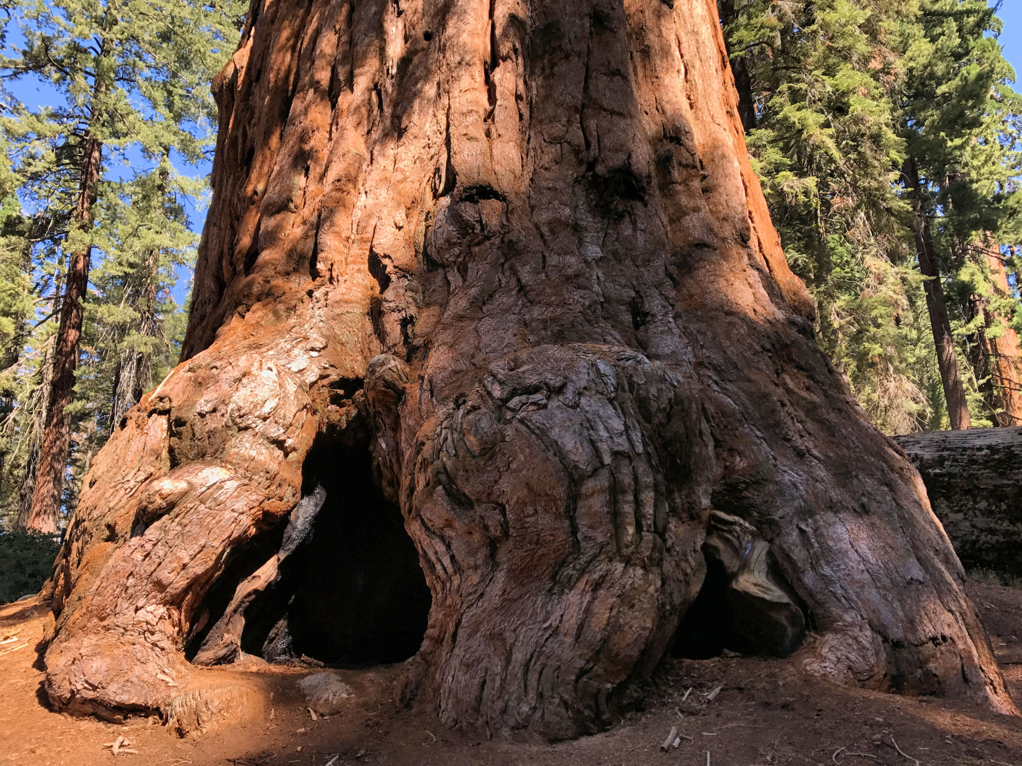 The trunk of a Giant Sequoia in Kings Canyon
