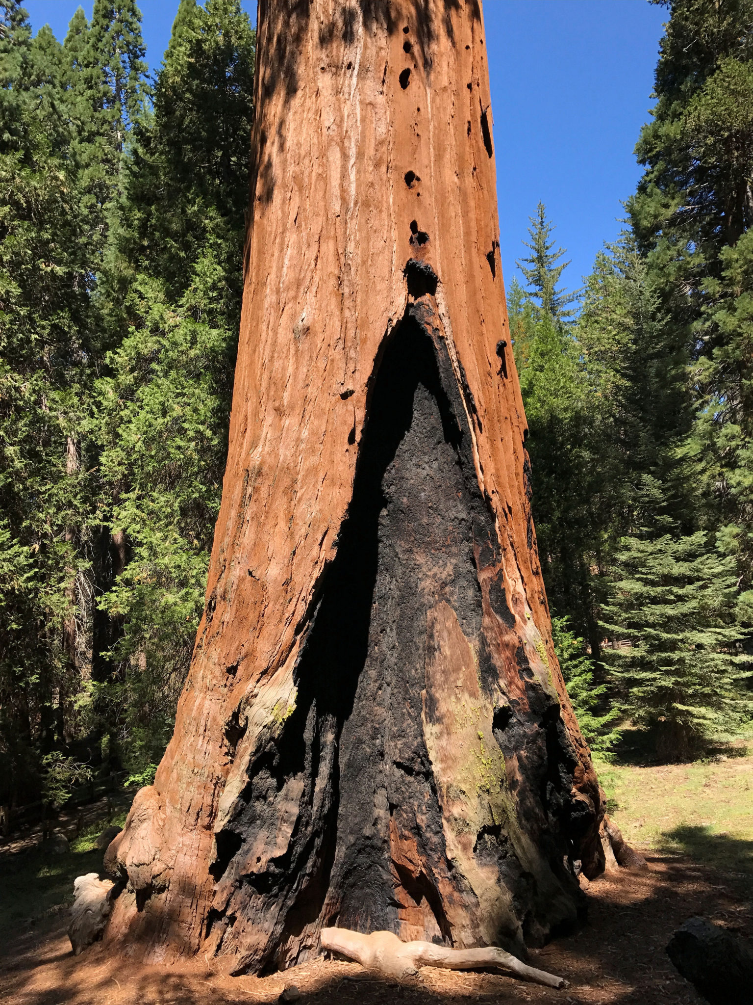 The burnt trunk of General Grant