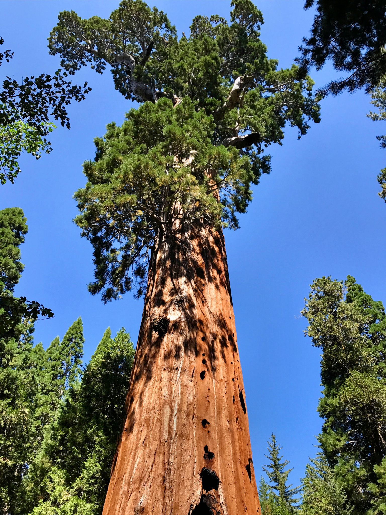General Grant Tree in Kings Canyon