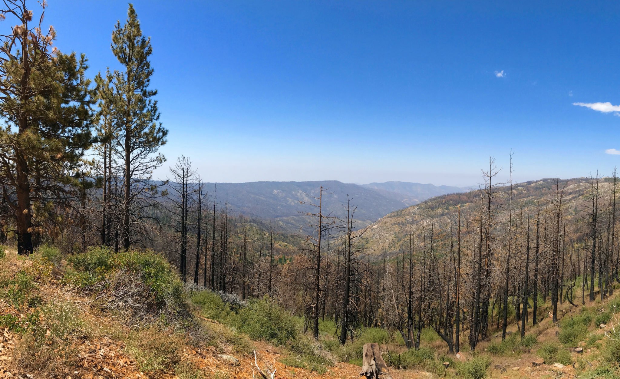 Burnt forest near Highway 180