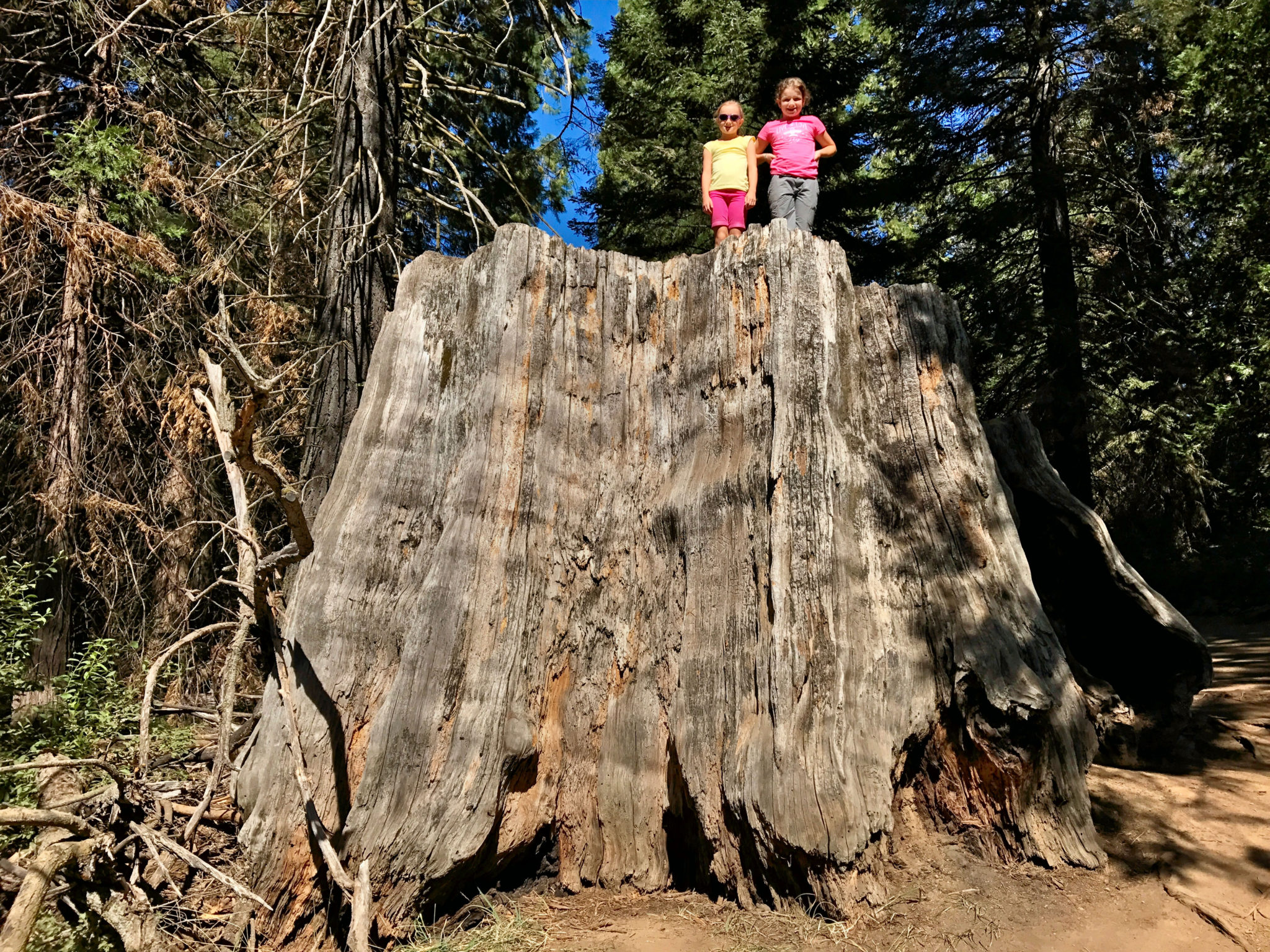 Giant Sequoia stump