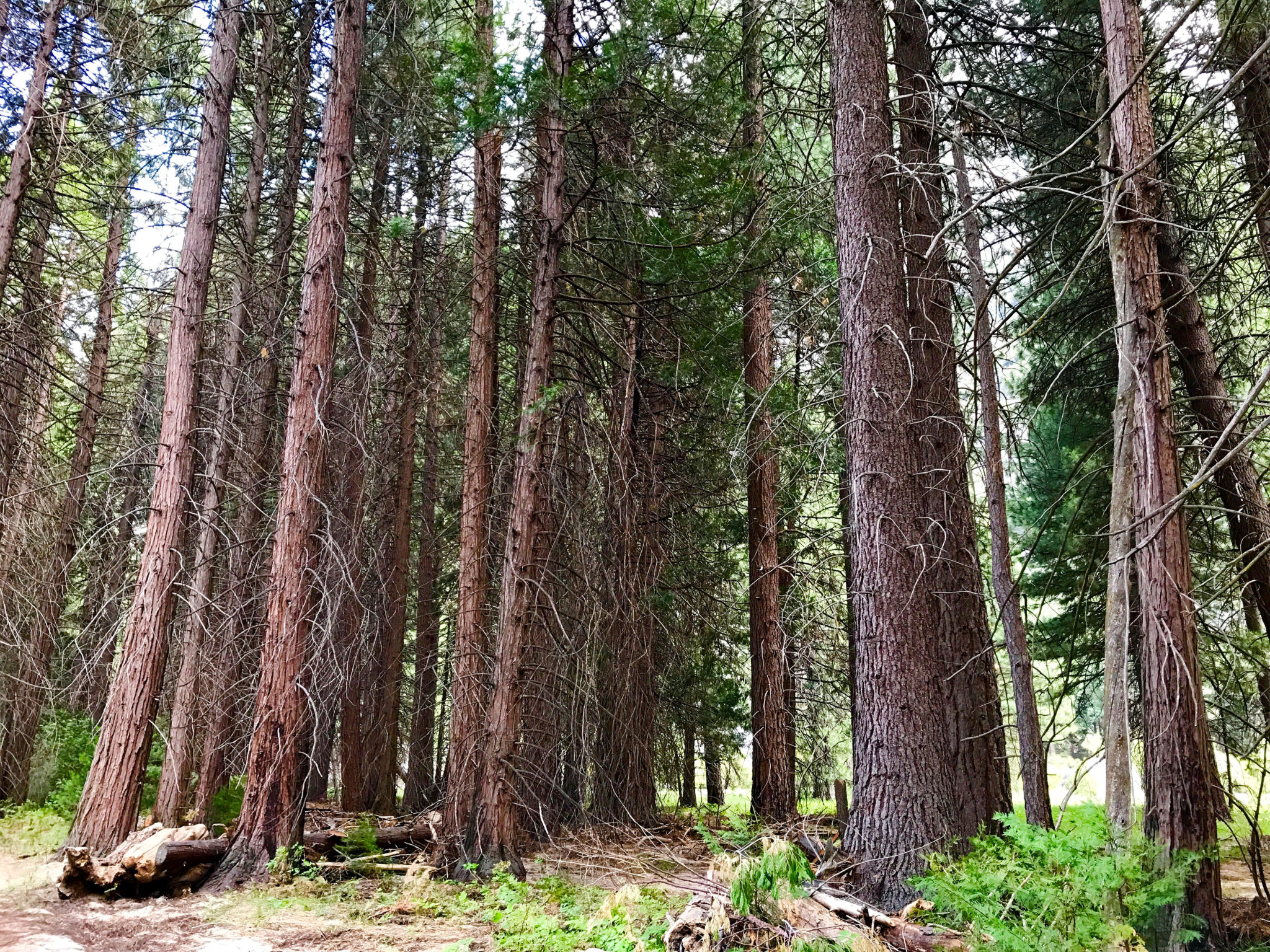 Forest on Zumwalt Meadow Trail