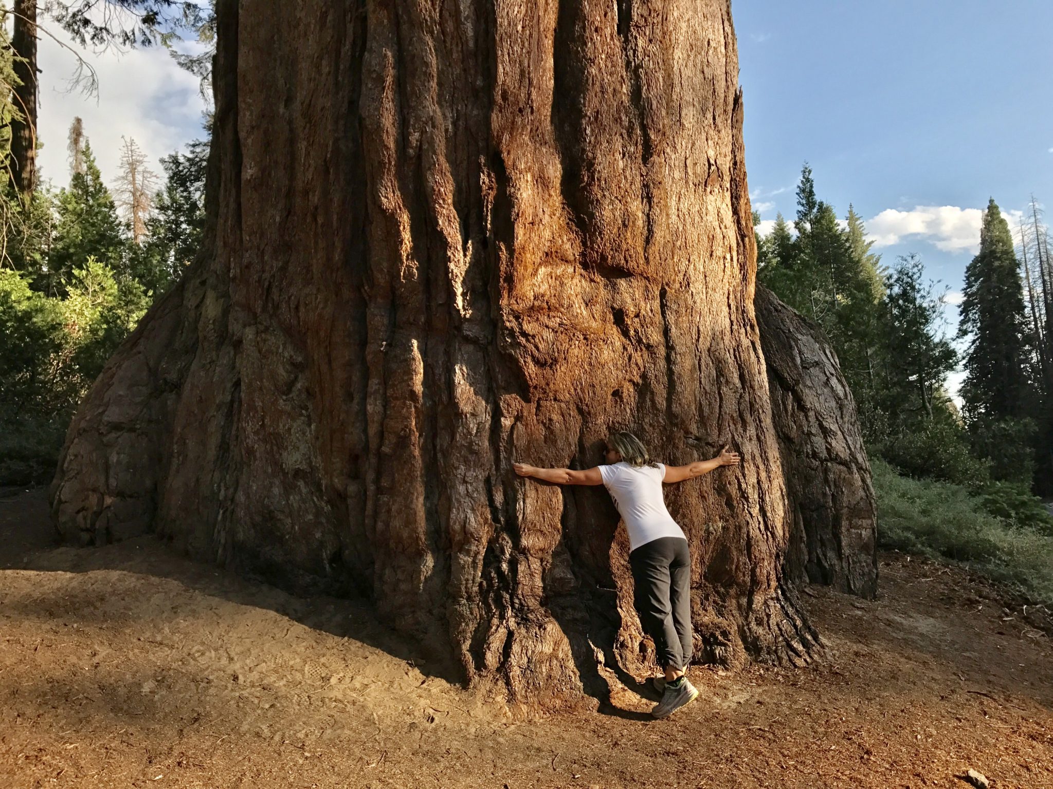 Hugging a Giant Sequoia