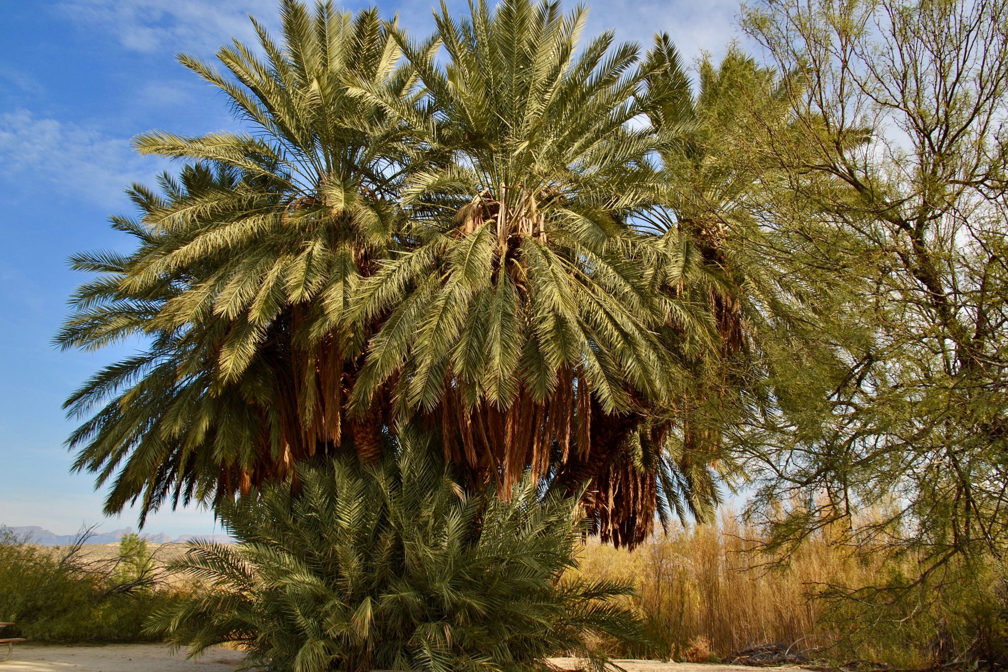 The giant cluster of palm trees on Hot Springs Historic Trail