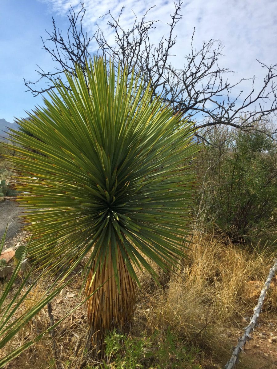 Yucca on Panther Path in Big Bend National Park 