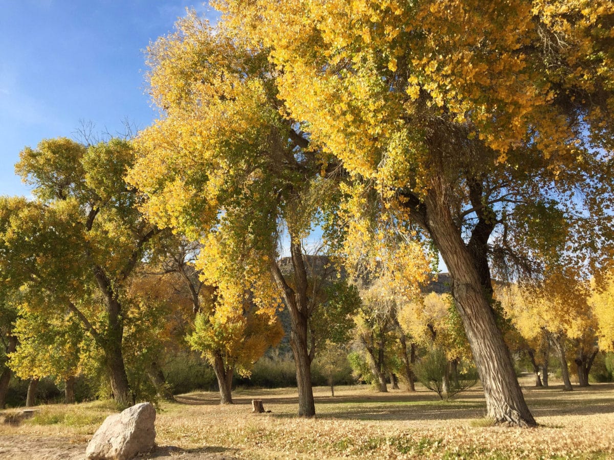 Fall trees near Daniels Ranch