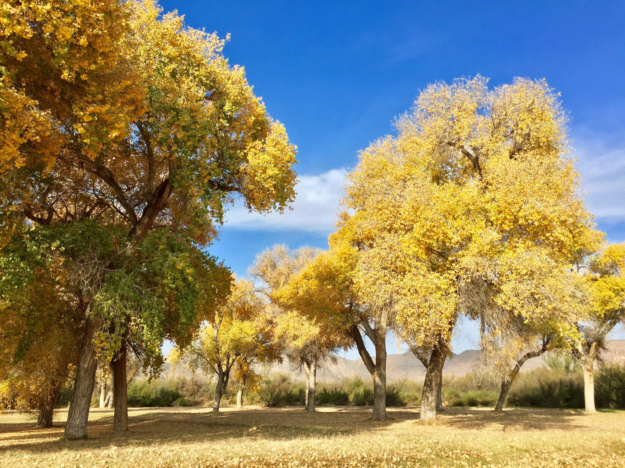 Fall-colored trees near Daniels Ranch in Big Bend