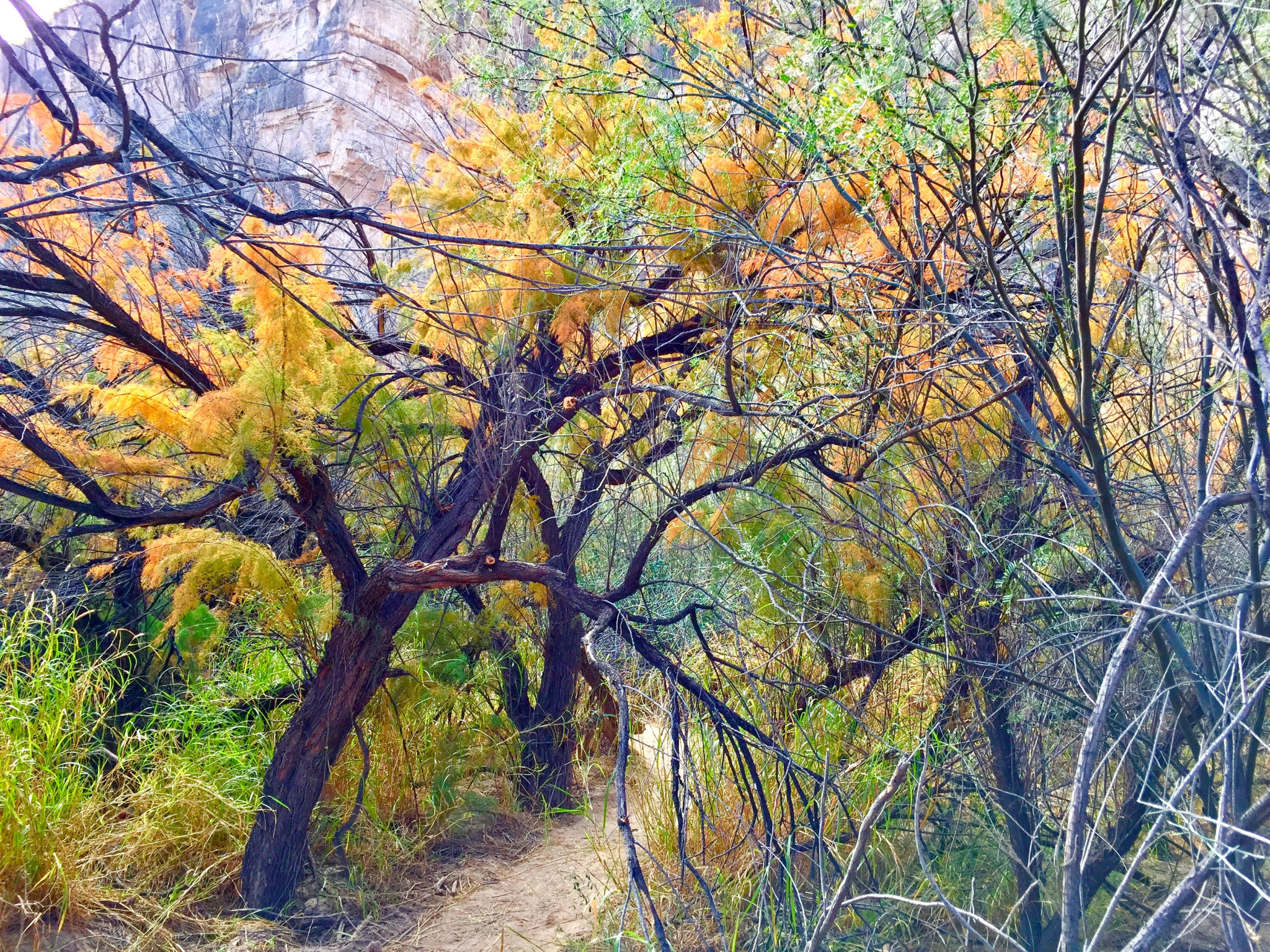 Trees on Santa Elena Canyon Trail