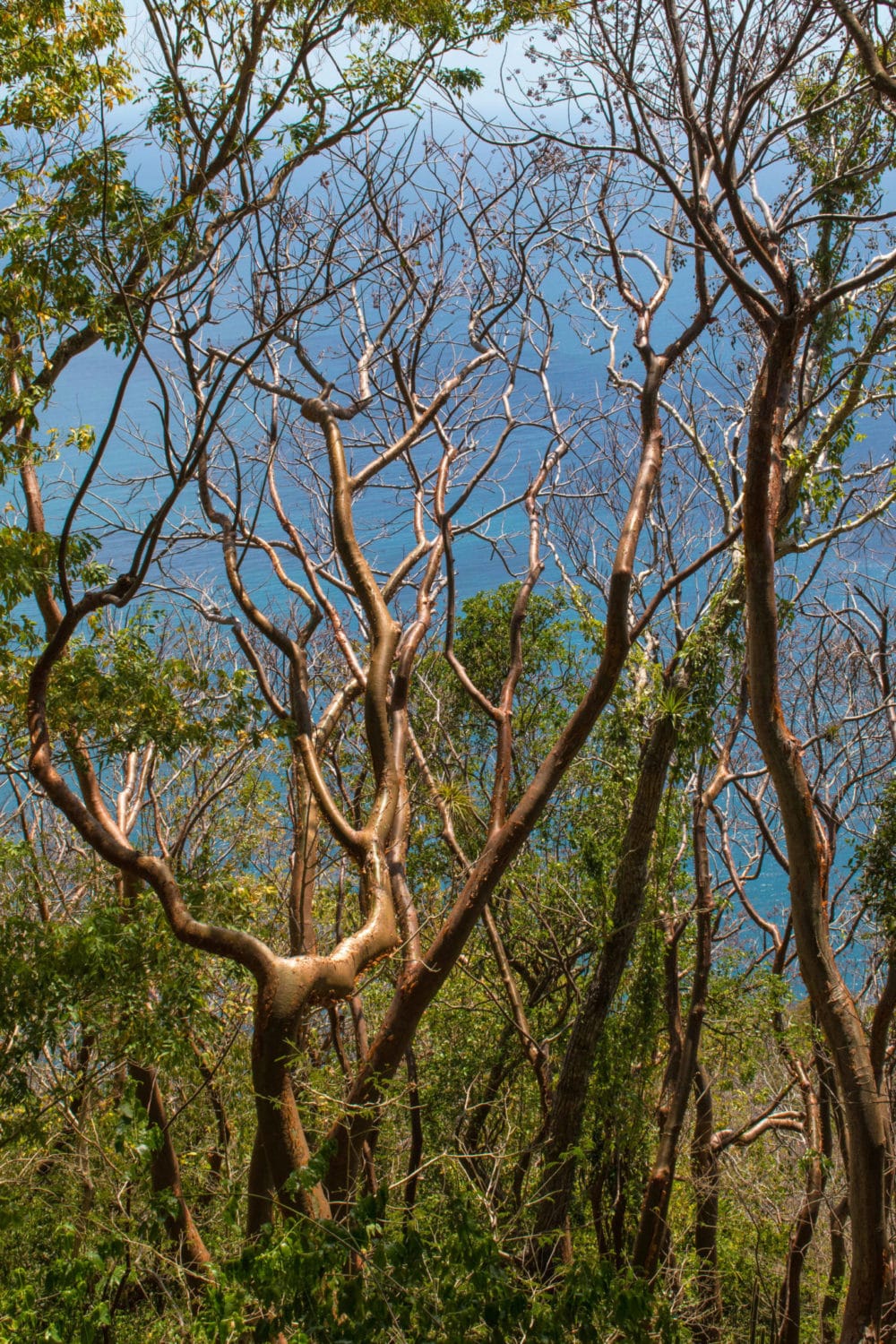 Peeling tourist trees along the Gros Piton Trail
