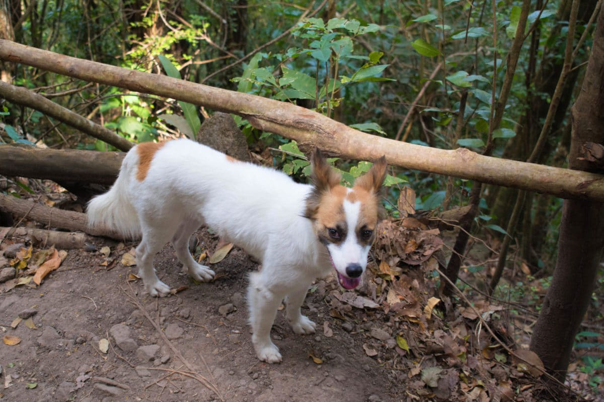 Dog hiking in St. Lucia
