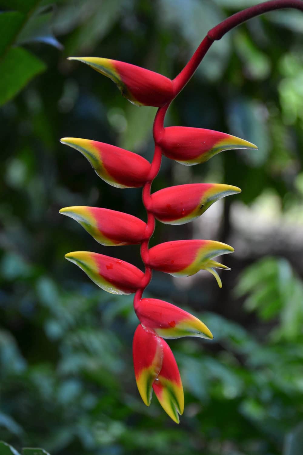 Lobster Claw flower in the botanical gardens near Soufriere, St. Lucia