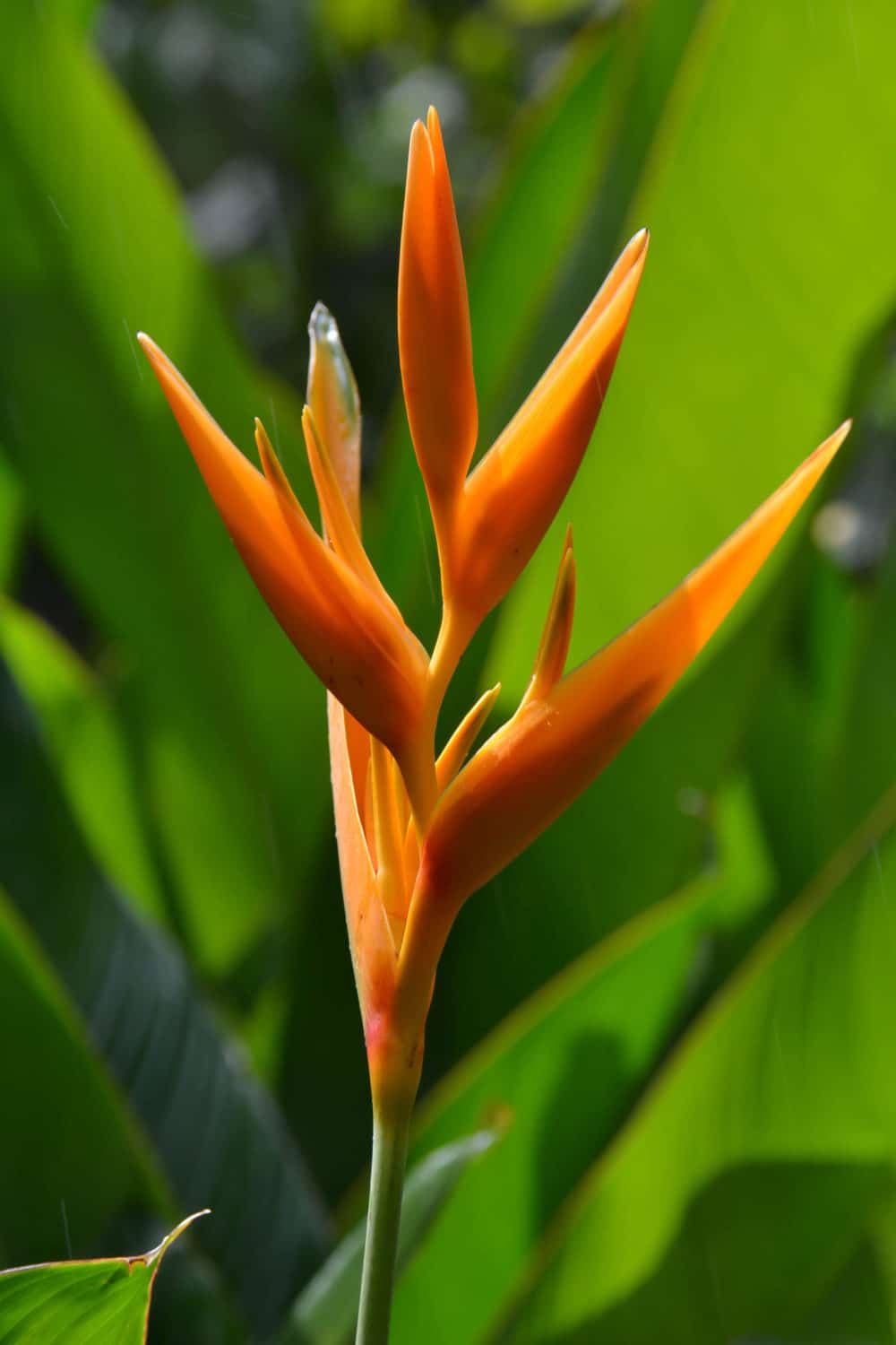 Bird of Paradise flower in the Botanical Gardens in Soufriere, St. Lucia