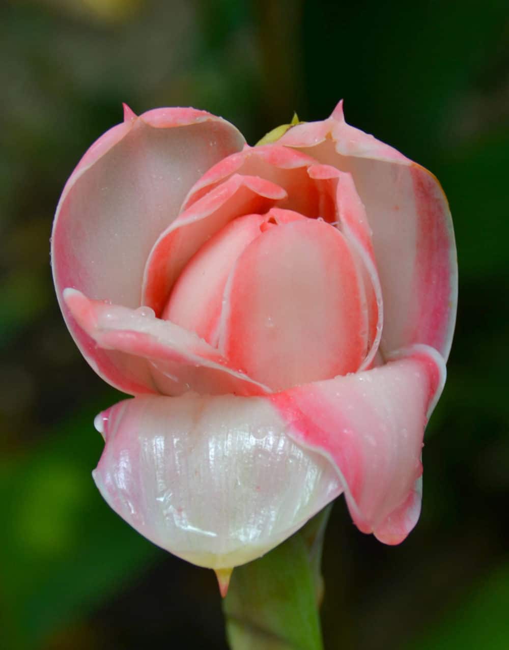 A Wax Rose in the Botanical Gardens in Soufriere, St. Lucia