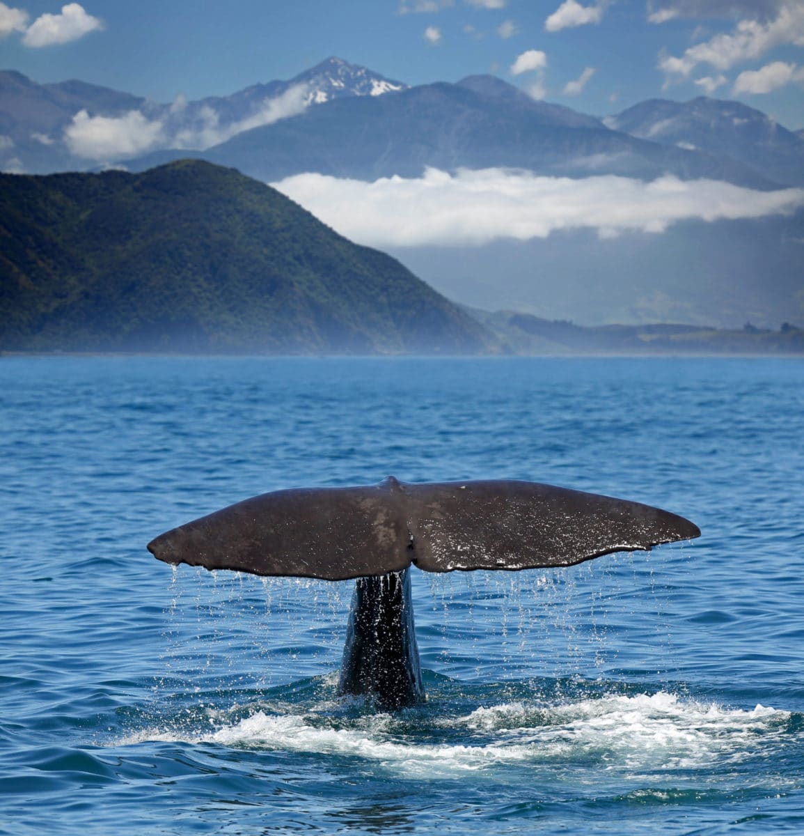 Sperm Whale near Kaikoura, New Zealand