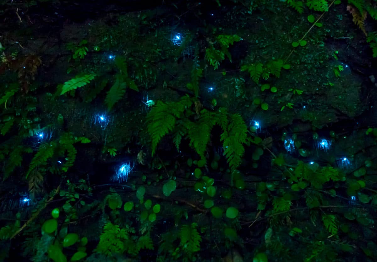Inside Waitomo Glowworm Caves in New Zealand