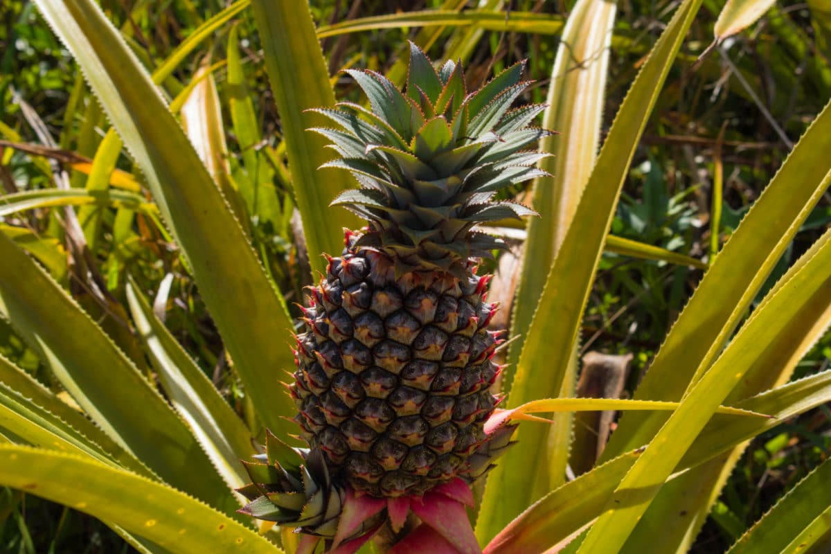 Pineapple plant on Tet Paul Nature Trail in St. Lucia