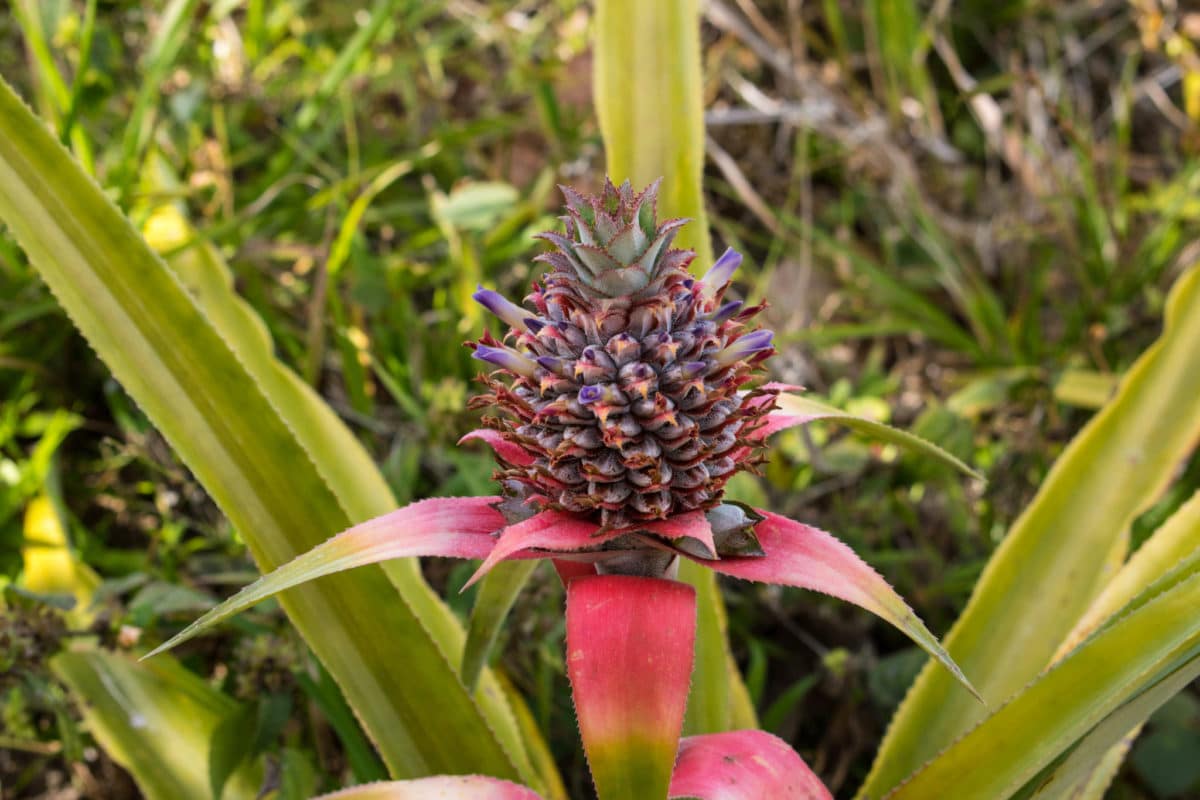 Baby pineapple on Tet Paul Nature Trail in St. Lucia