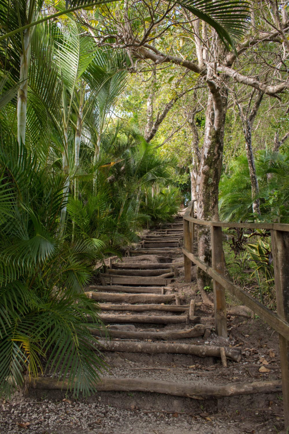 "Stairway to Heaven" on Tet Paul Nature Trail in St. Lucia