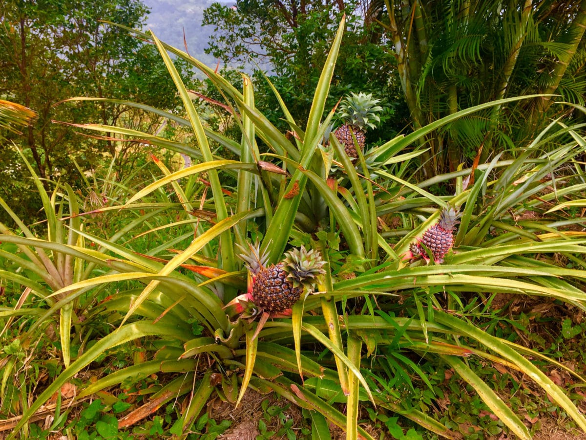 Pineapple plants near Tet Paul Nature Trail in St. Lucia