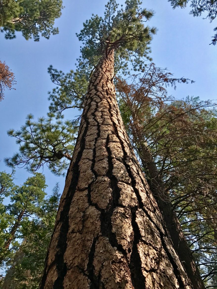 A giant pine tree in Yosemite