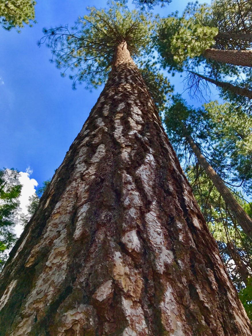 A tall pine tree along the Lower Yosemite Falls Trail