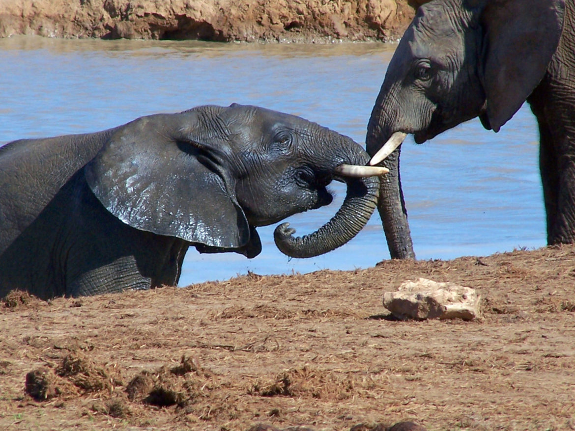 Elephants in Addo National Park