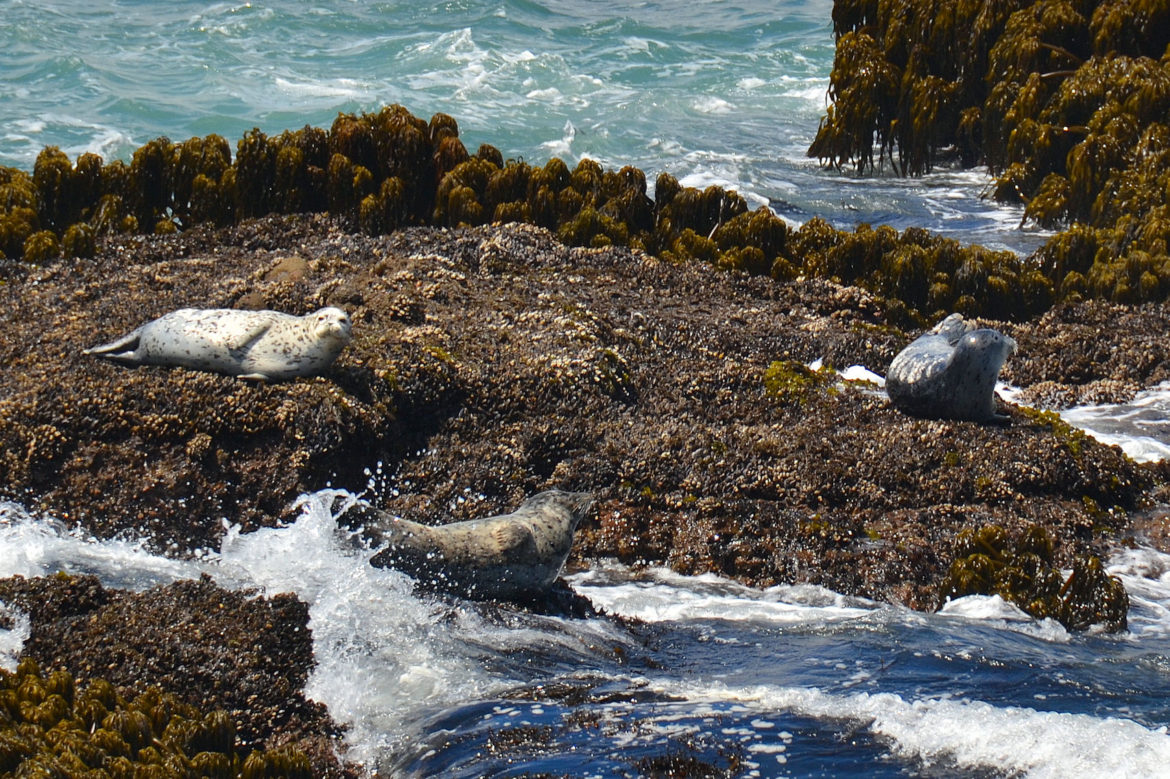 Harbor seals near Pigeon Point Lighthouse