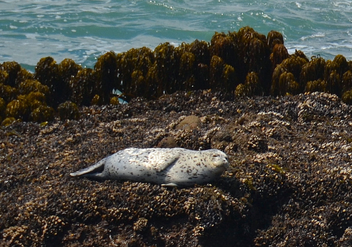 Another adorable sleepy harbor seal near Pigeon Point