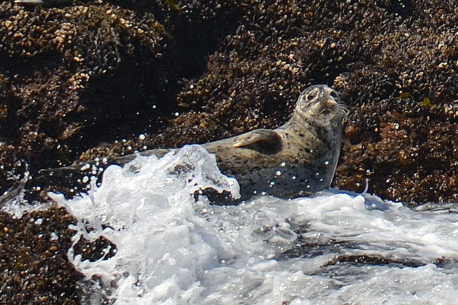 Adorable harbor seal near Pigeon Point Lighthouse
