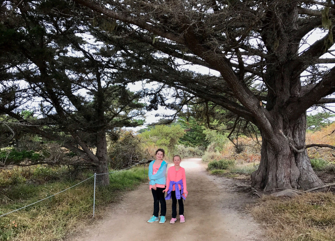On Cypress Grove Trail in Point Lobos under a tunnel of Monterey Cypress trees